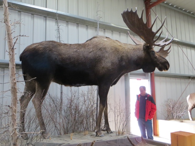 I had no idea a moose was that big. I think John needs to reconsider his life goal of meeting one in the wild!