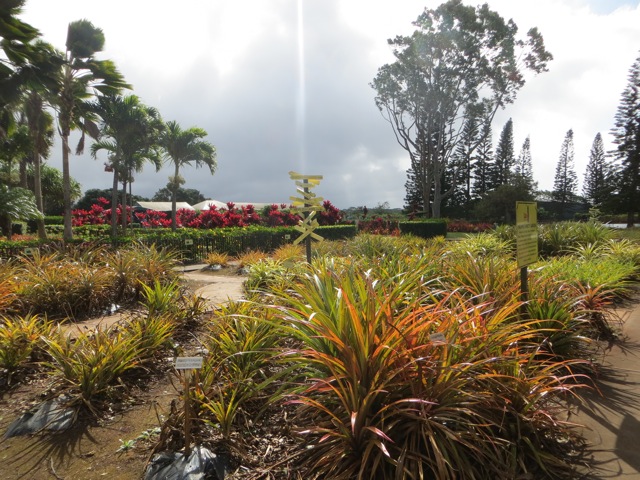 Pineapple garden at the Dole Plantation